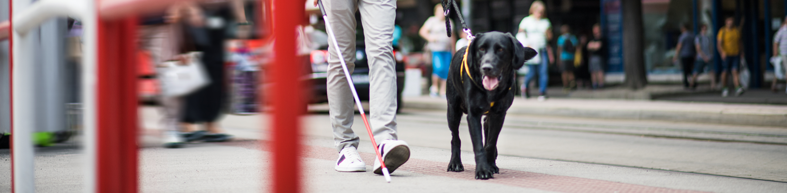 A visually impaired man walking with his guide dog